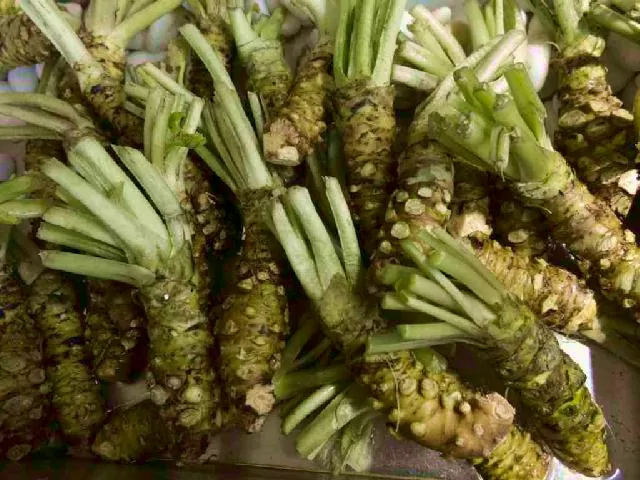 Chrzan japoński. Zalety jedzenia wasabi